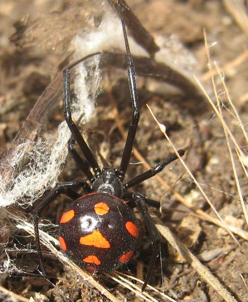 La vedova nera - Latrodectus tredecimguttatus